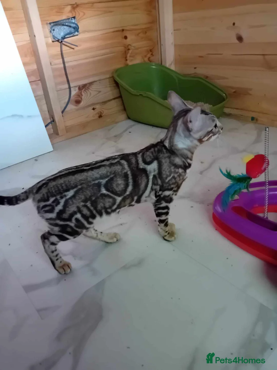 Bengal cats for stud: BLUE + SNOW CARRIER Silver Korea Import Clouded in Gateshead - Advert 12