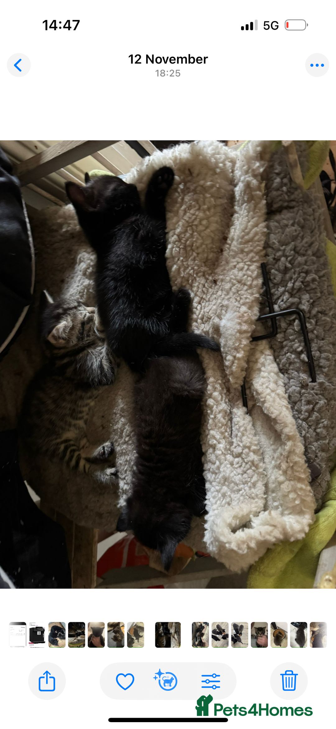 British Shorthair cats for sale: BLACK KITTENS  - Advert 3