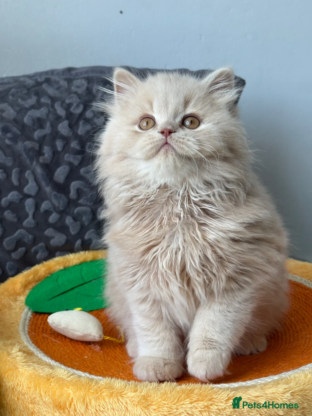 British Shorthair cats for sale: Beautiful boys- bsh and blh GCCF registered  - Advert 2
