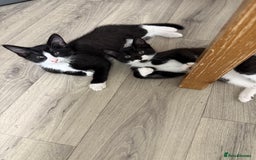 British Shorthair cats for sale: 4 Beautiful Girls!  - Image 3