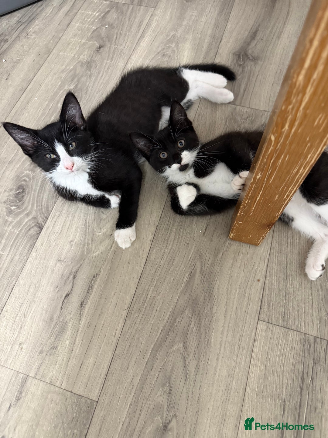 British Shorthair cats for sale: 4 Beautiful Girls!  - Image 3