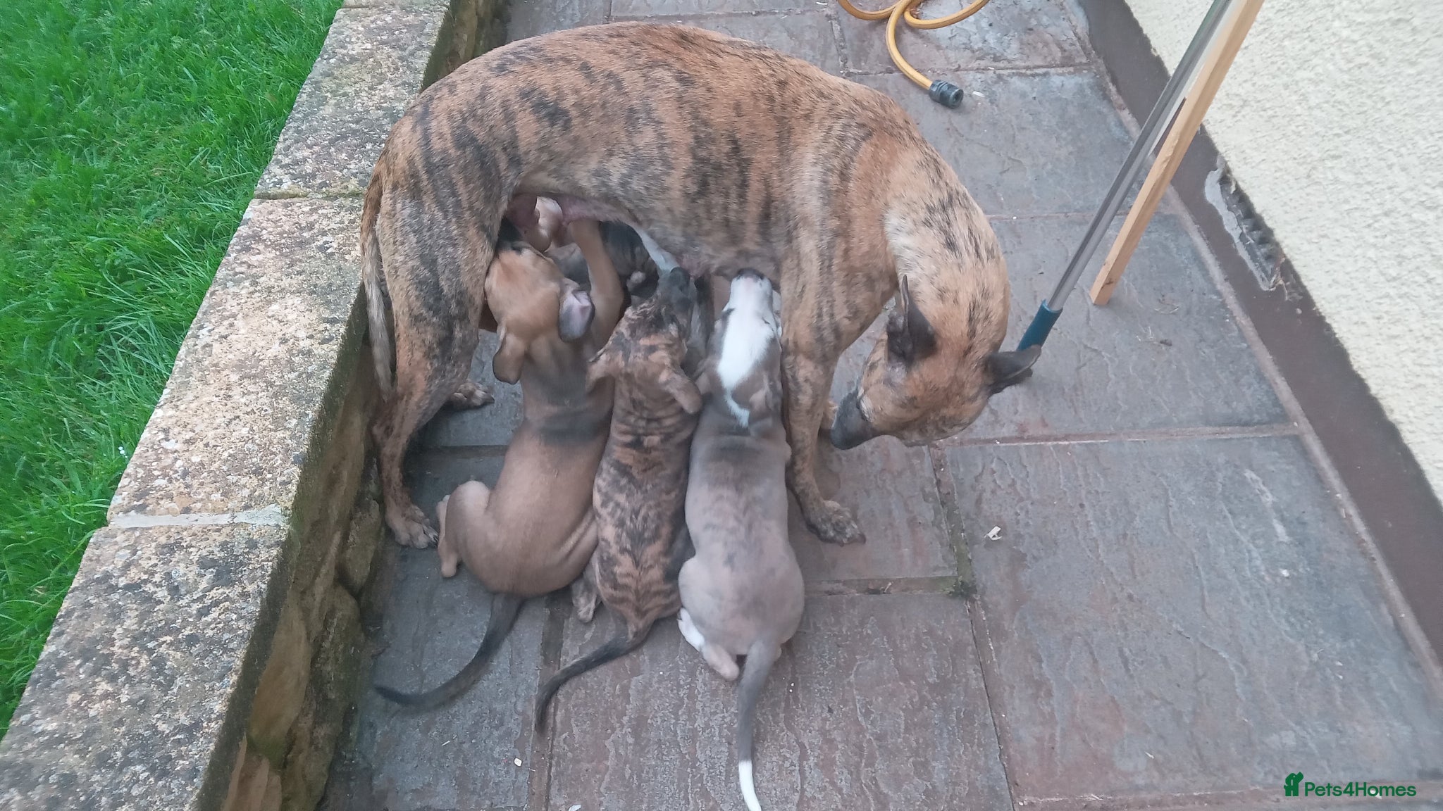 Mixed Breed dogs Lurcher  - Advert 4