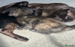 Bengal cats for sale: Bengals X ginger domestic kittens  - Image 9