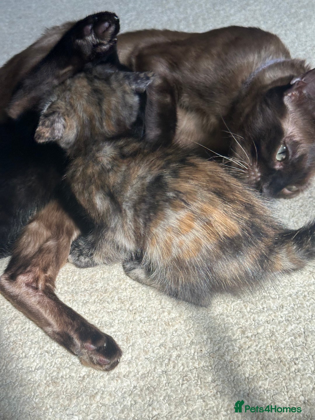 Bengal cats for sale: Bengals X ginger domestic kittens  - Image 9