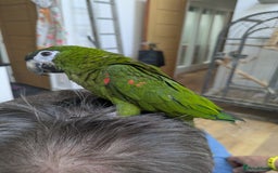 Macaws birds for sale: Ara Hahna red shouldered macaw tamed babies - Image 14