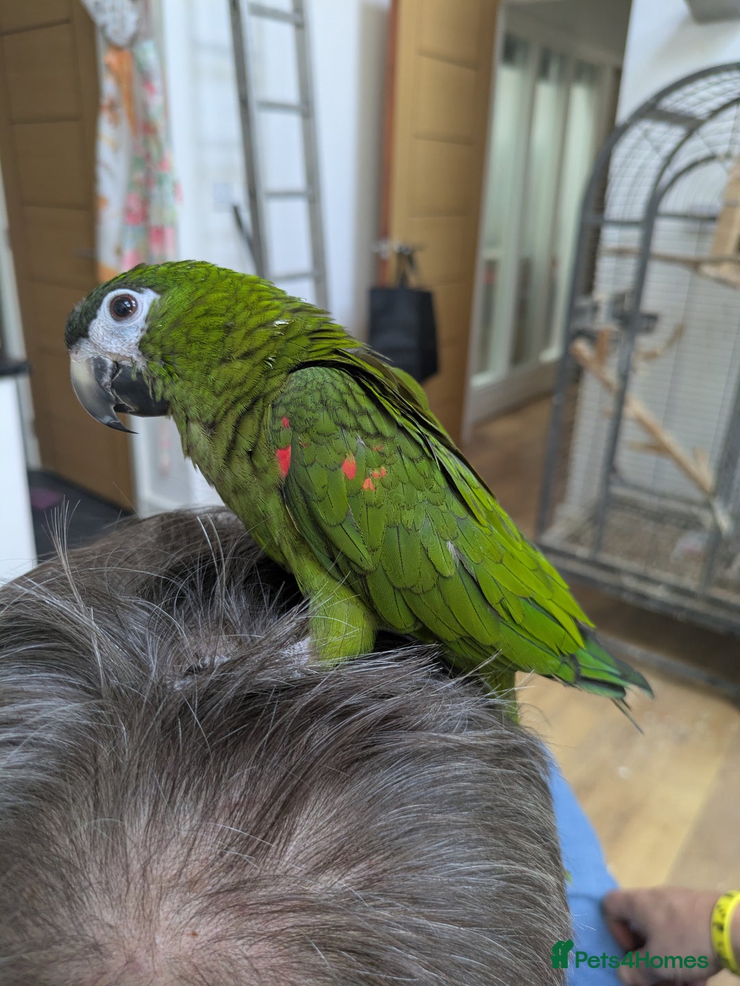 Macaws birds for sale: Ara Hahna red shouldered macaw tamed babies - Image 14