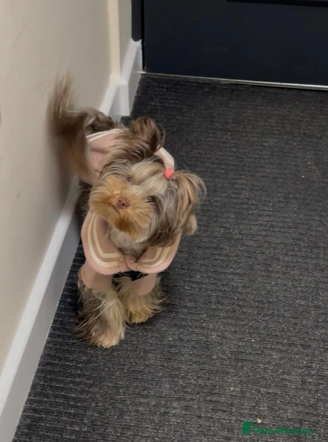 Yorkshire Terrier dogs for sale: Rare Chocolate Merle Girl - Advert 2