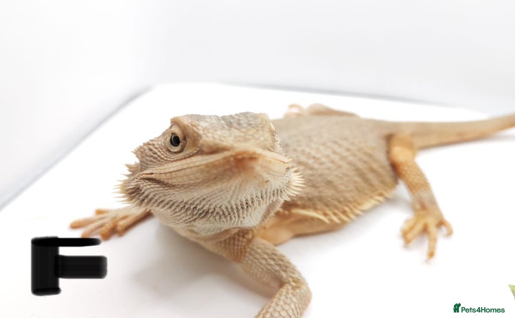 Bearded Dragon reptiles - Advert 2
