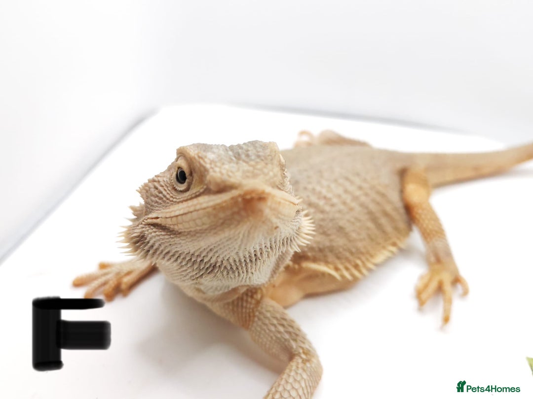 Bearded Dragon reptiles for sale: Hypo Het Zero Het Trans Bearded Dragons  - Image 1