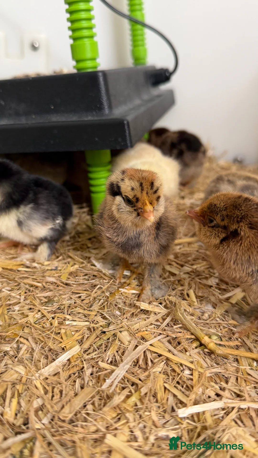 Chickens poultry for sale: Barbu D’uccle (booted bantam) - Advert 2