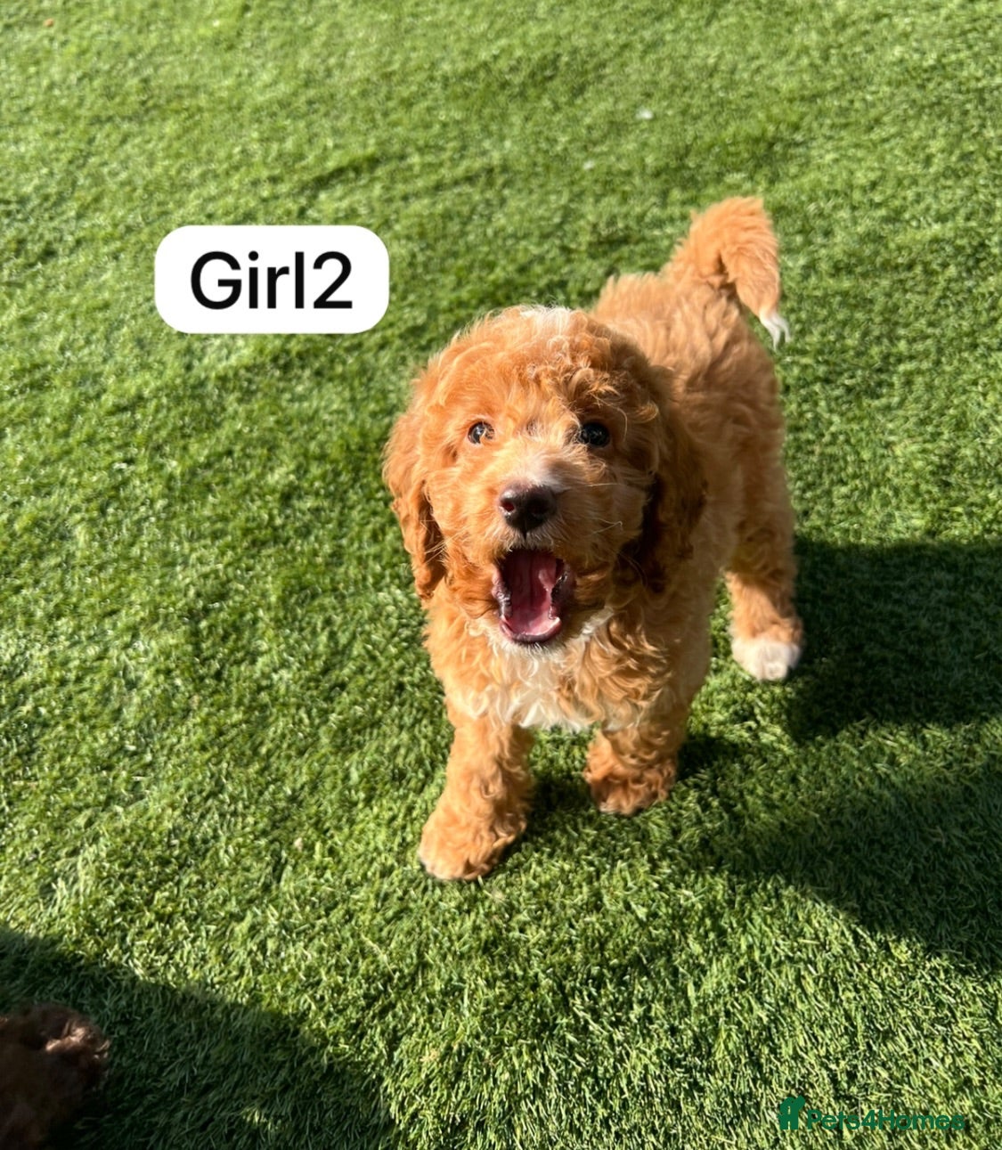 Cockapoo dogs Cockapoo puppies - Advert 14
