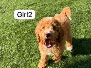 Cockapoo dogs Cockapoo puppies - Advert 14