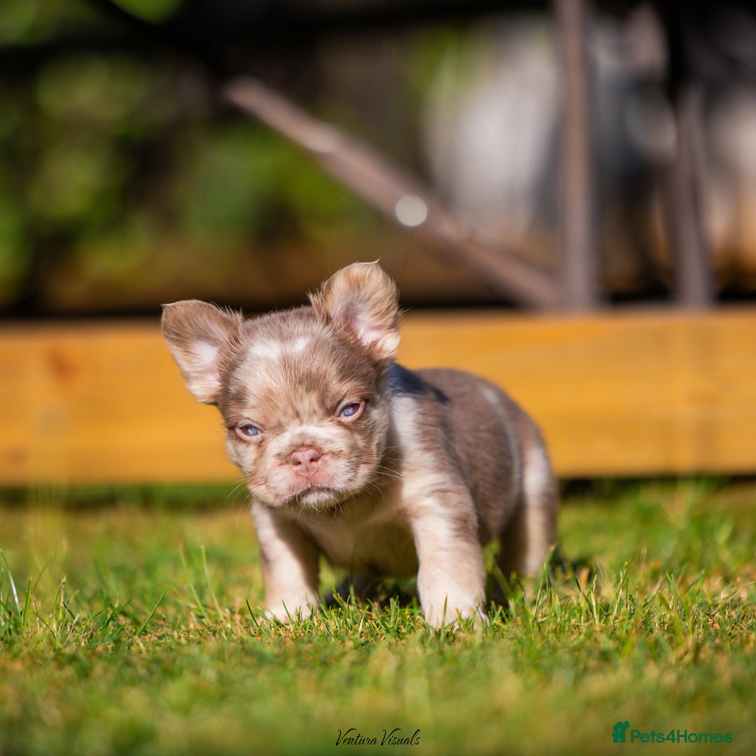 French Bulldog dogs for sale: Quality Visual Fluffy French Bulldog Pups!  - Image 9
