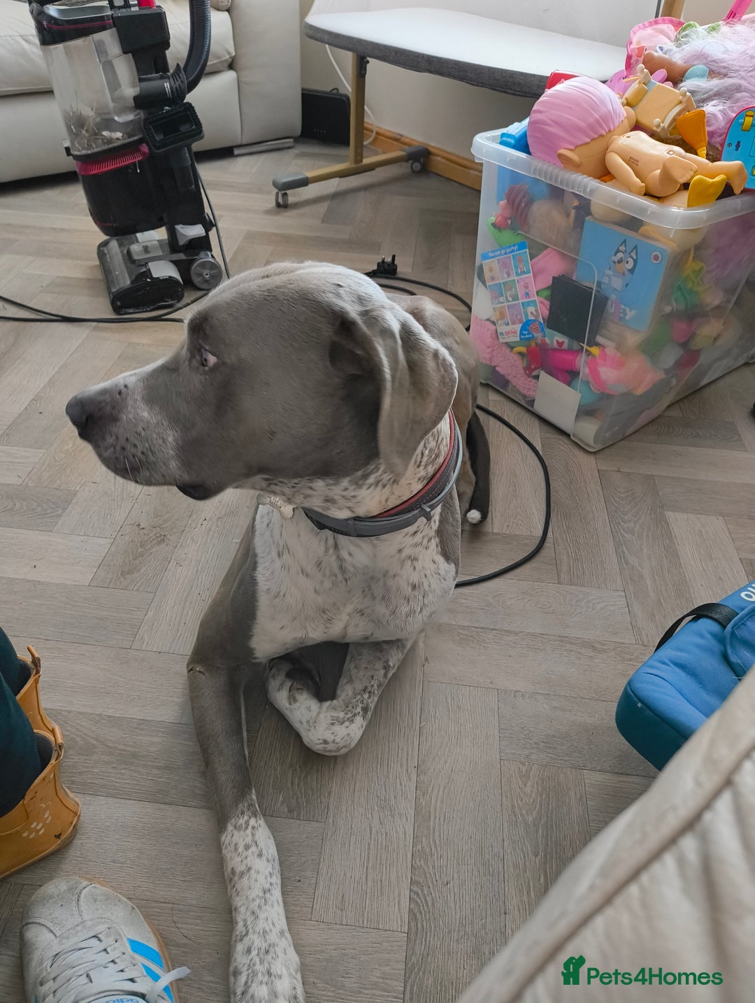 Mixed Breed dogs for sale: German Pointer cross Lurcher  - Image 1