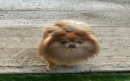 Pomeranian dogs for sale: Teddybear cuddly Retired spayed 1-2 years old  - Image 20