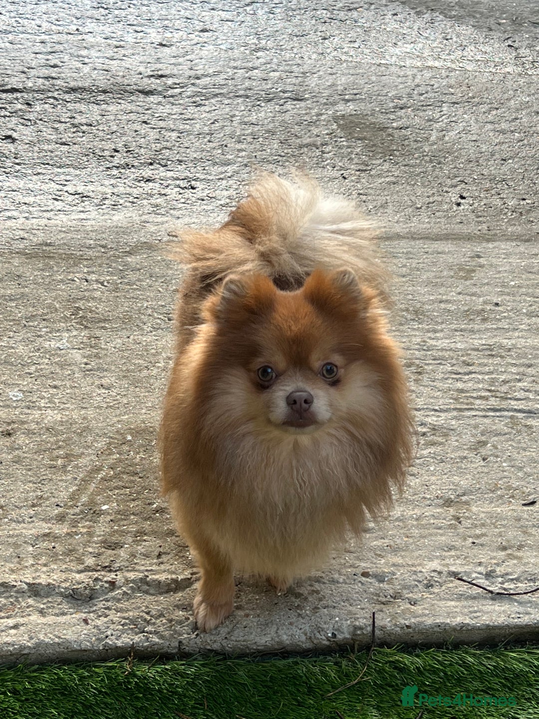 Pomeranian dogs for sale: Teddybear cuddly Retired spayed 1-2 years old  - Image 20