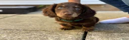 Miniature Dachshund dogs for sale: Bruno  - Advert 8