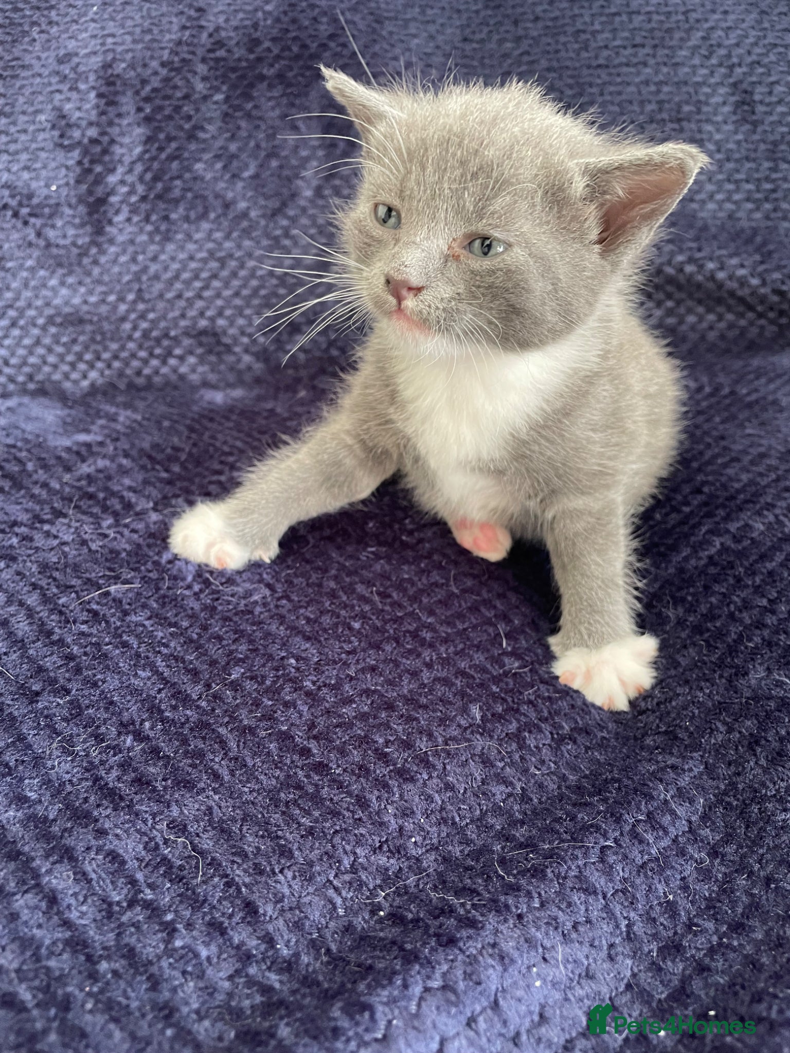 Mixed Breed cats Gorgeous grey, white and tabby kittens for sale - Advert 5