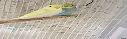 Budgerigars birds for sale: Pretty baby budgies for sale. - Advert 2