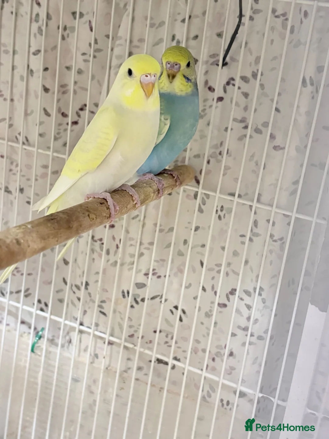 Budgerigars birds for sale: Pretty baby budgies for sale. - Advert 2
