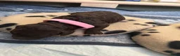 Cockapoo dogs for sale: 🤎 Premium Chocolate Cockapoo 🤎 in Worcester - Advert 10