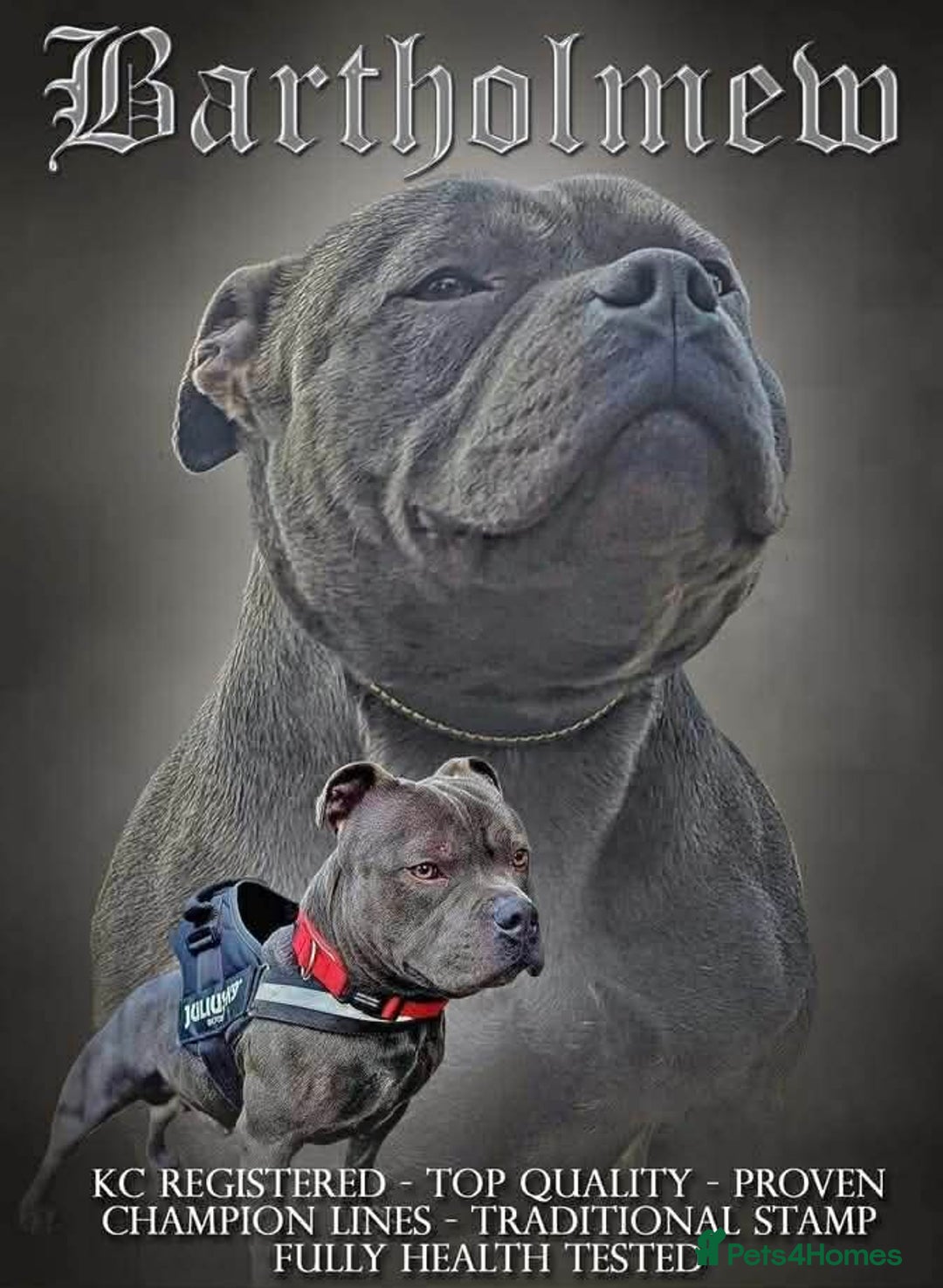 Staffordshire Bull Terrier dogs for sale: Blue Staffordshire bull terrier pups  - Advert 9