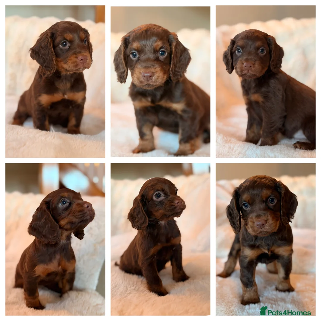 Cocker Spaniel dogs for sale: BEAUTIFUL KC REG CHOC-TAN COCKER SPANIEL PUPS - Advert 3