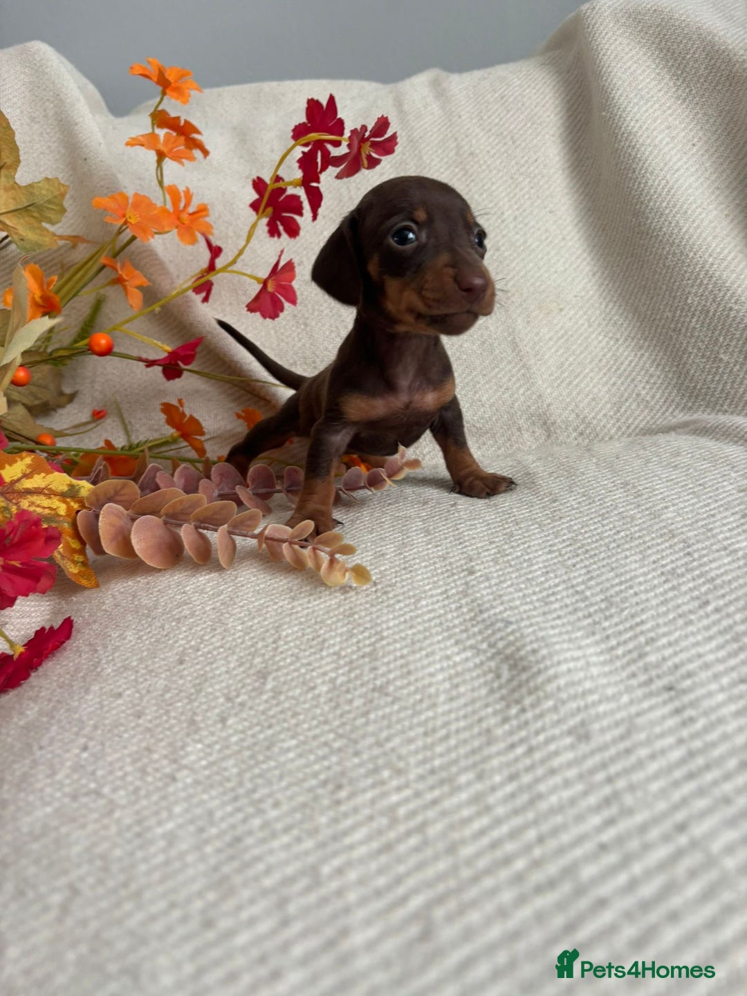 Miniature Dachshund dogs for sale: Beautiful chocolate and tan miniature dachshund  - Image 8