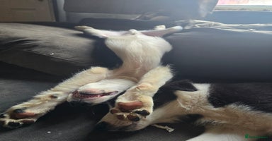 Border Collie dogs - Advert 5