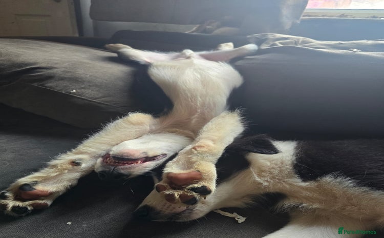 Border Collie dogs - Advert 4