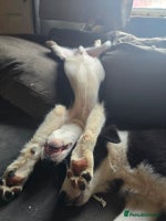 Border Collie dogs - Advert 5