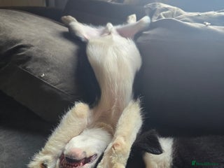 Border Collie dogs 9 border collie pups - Advert 5