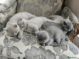British Shorthair cats - Advert 17
