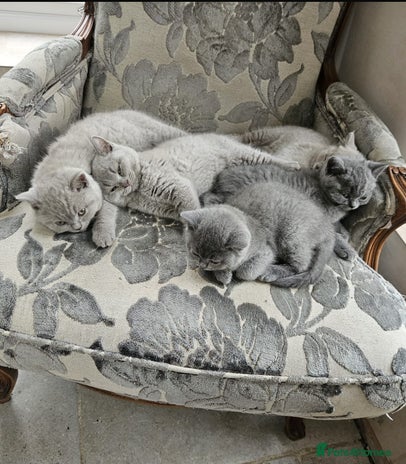 British Shorthair cats - Advert 1