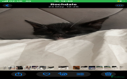 British Shorthair cats for sale: 5 Month Old Black and White Cat - Image 1