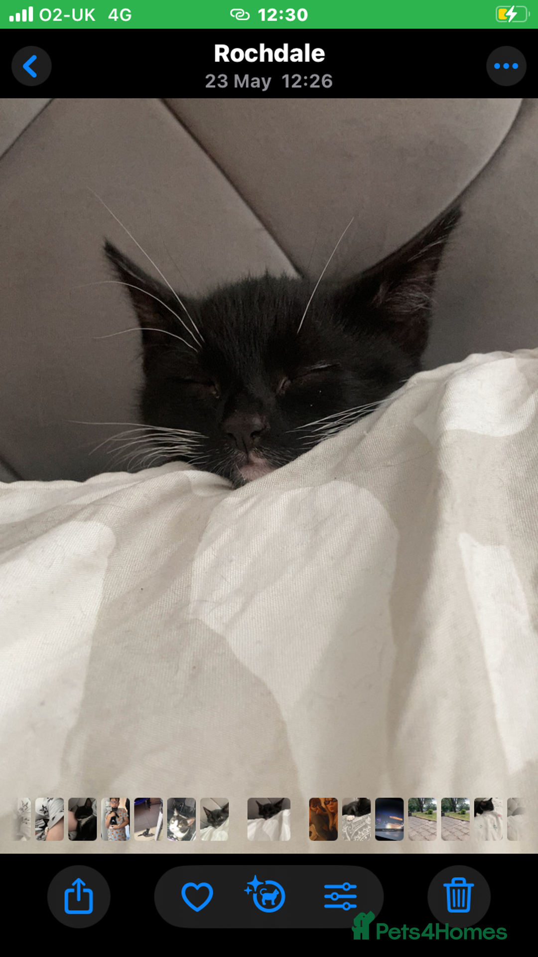 British Shorthair cats for sale: 5 Month Old Black and White Cat - Image 1