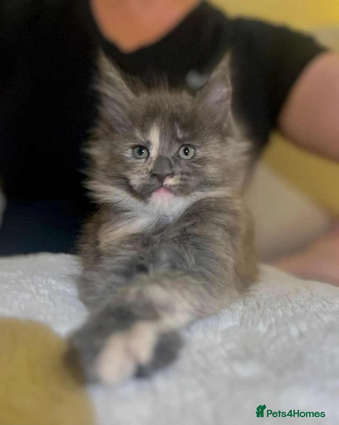 Maine Coon cats for sale: Rare stunning tri blue torti main coon kittens - Advert 2
