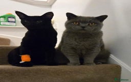 British Shorthair cats for sale: British Shorthair for Sale  - Image 4