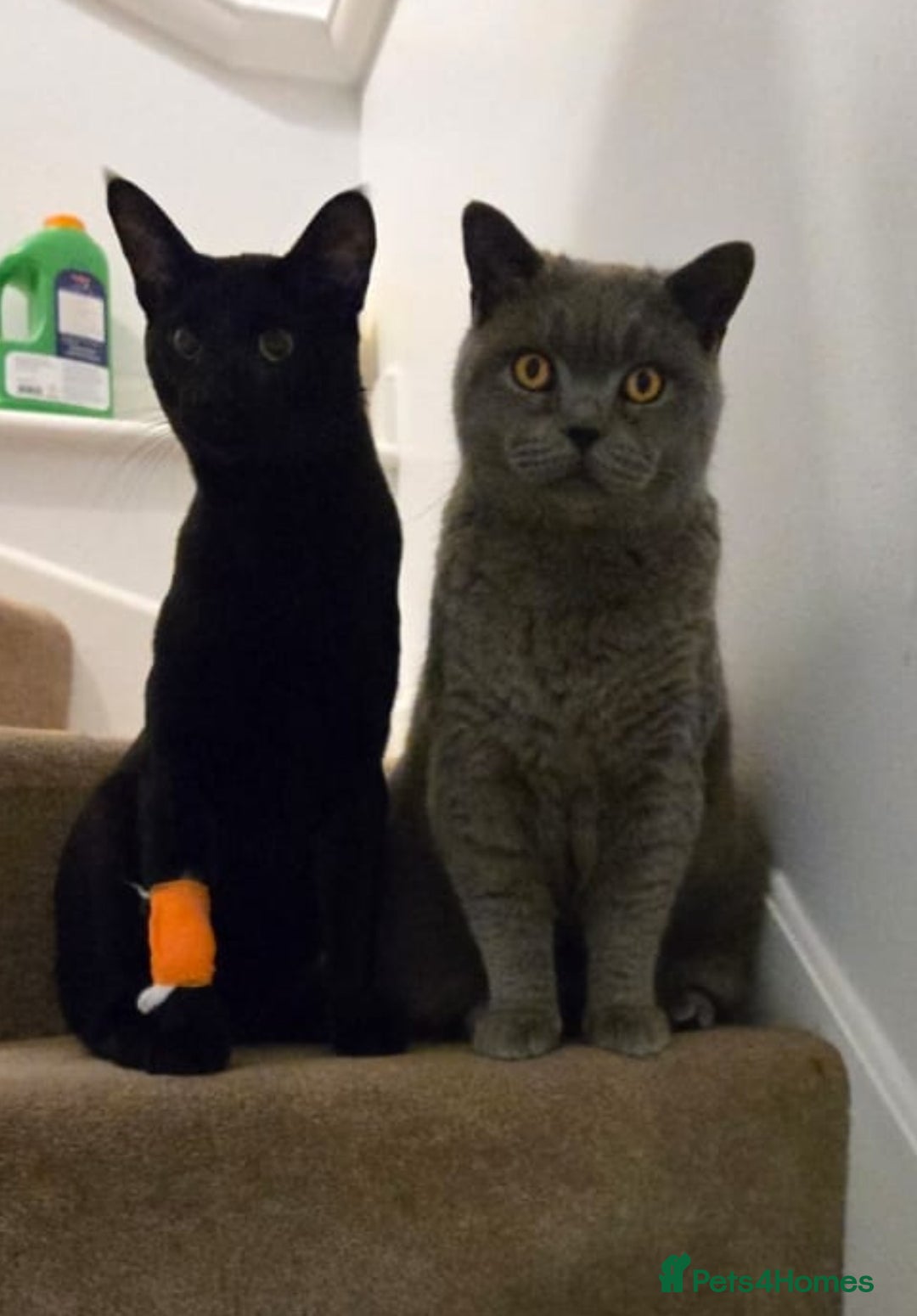 British Shorthair cats for sale: British Shorthair for Sale  - Image 4