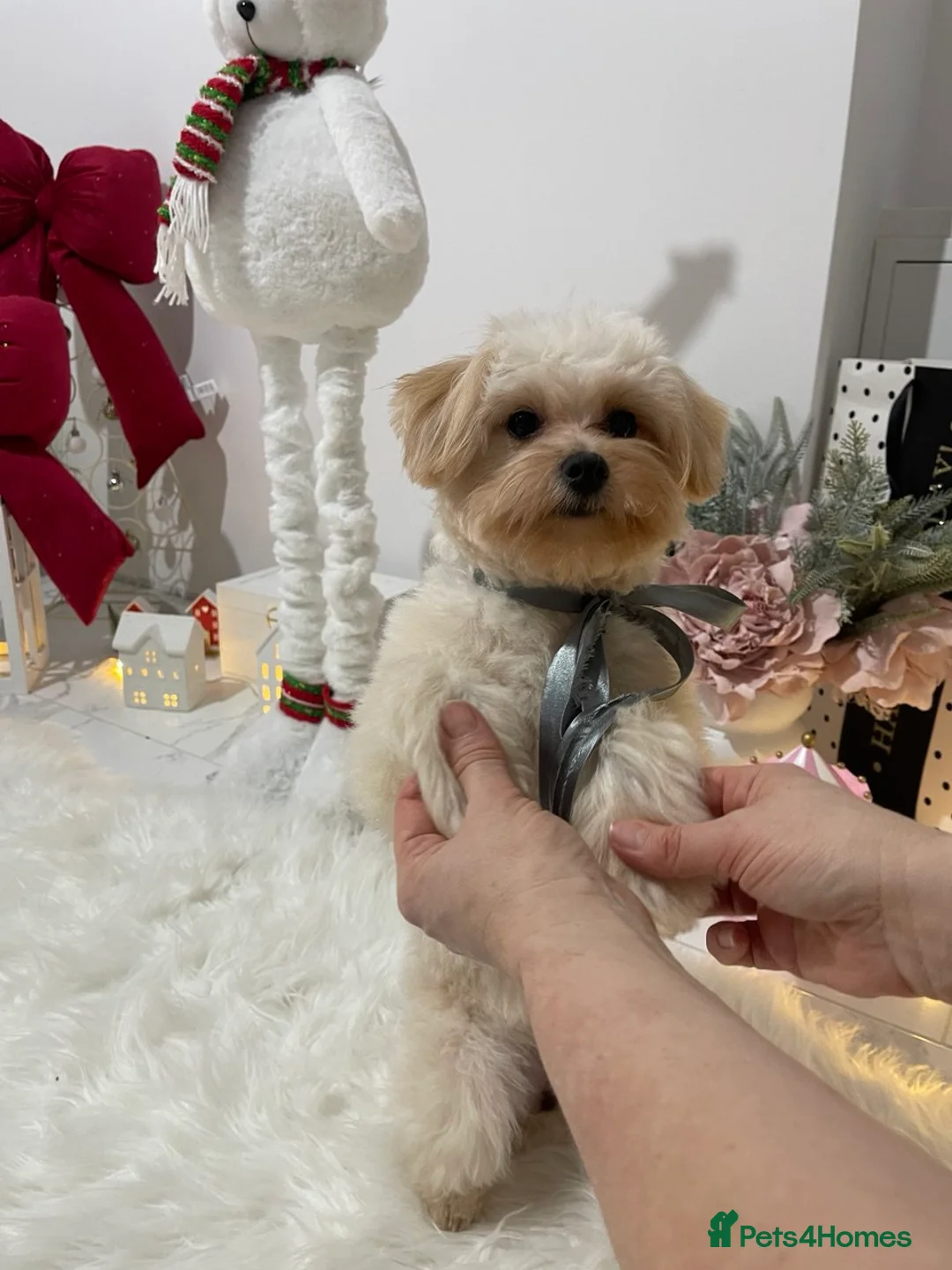 Pomapoo dogs for sale: Pomapoo Girl Lindy (£2000 INC. UK Delivery) - Advert 8