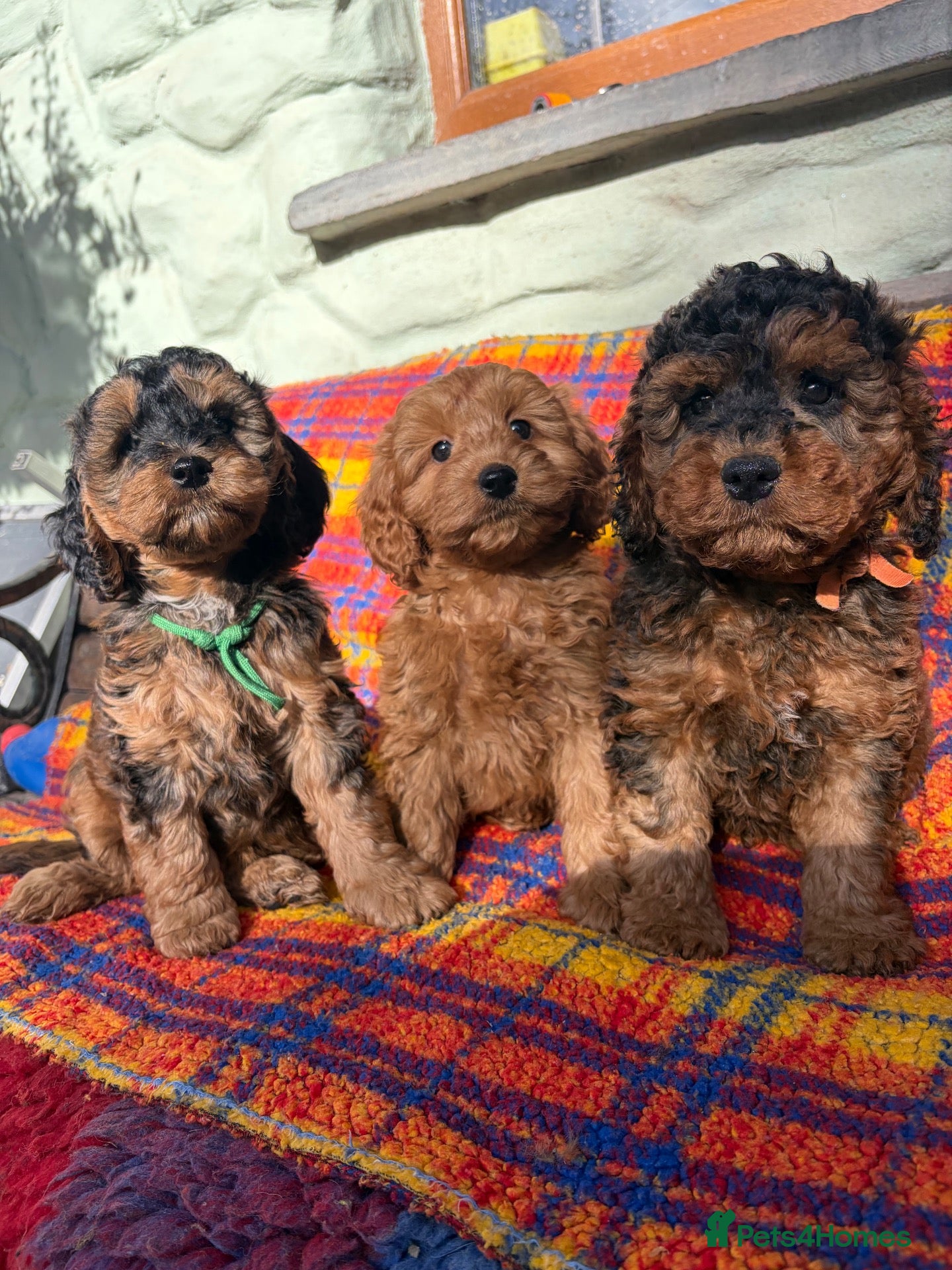 Cockapoo dogs cockapoo puppies ready friday*licensed breeder* - Advert 1