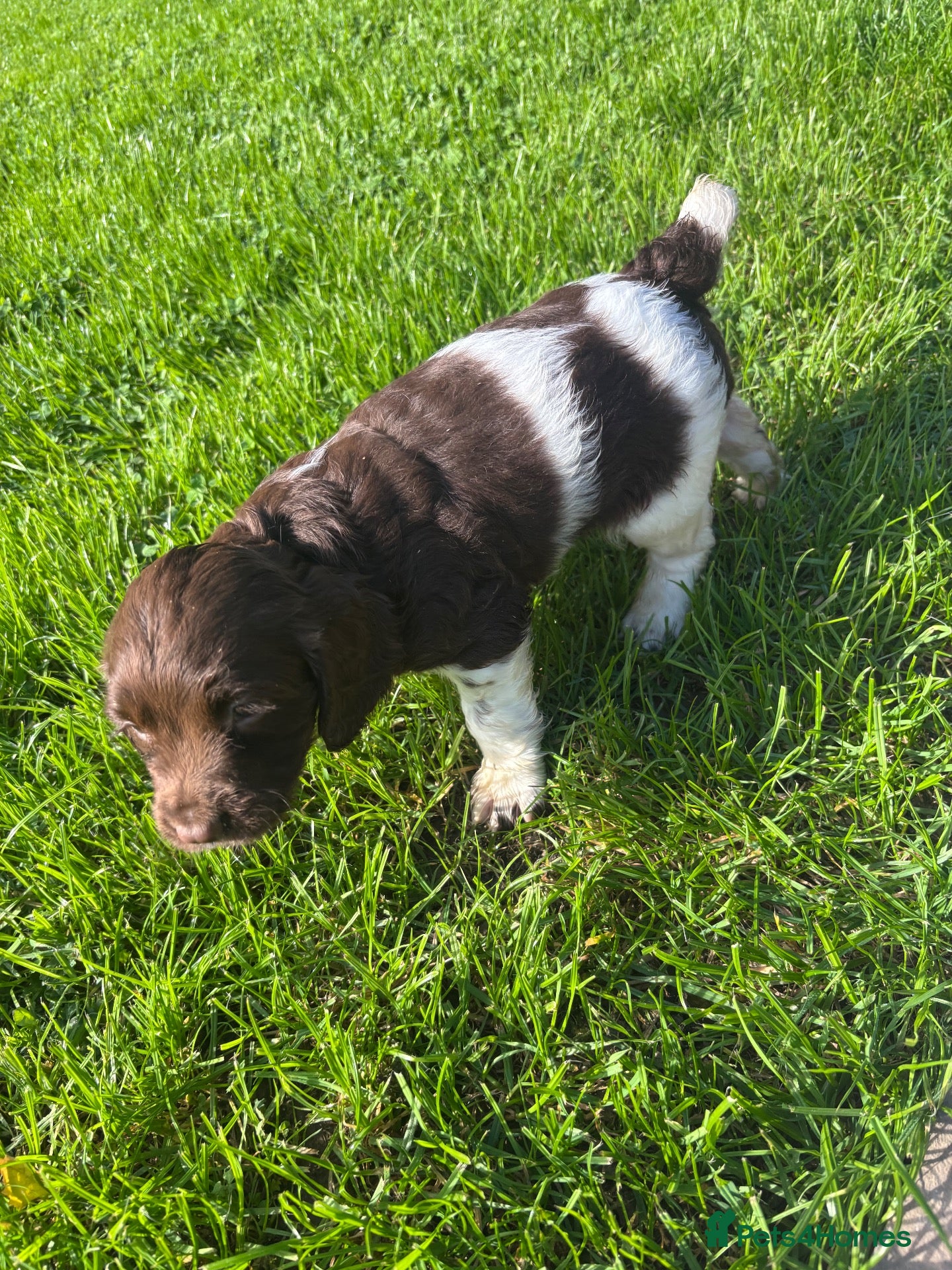 English Springer Spaniel dogs Kc Springer Spaniel Dog Puppy - Advert 1