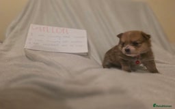 Mixed Breed dogs for sale: Yorkie-pom puppies  - Image 15