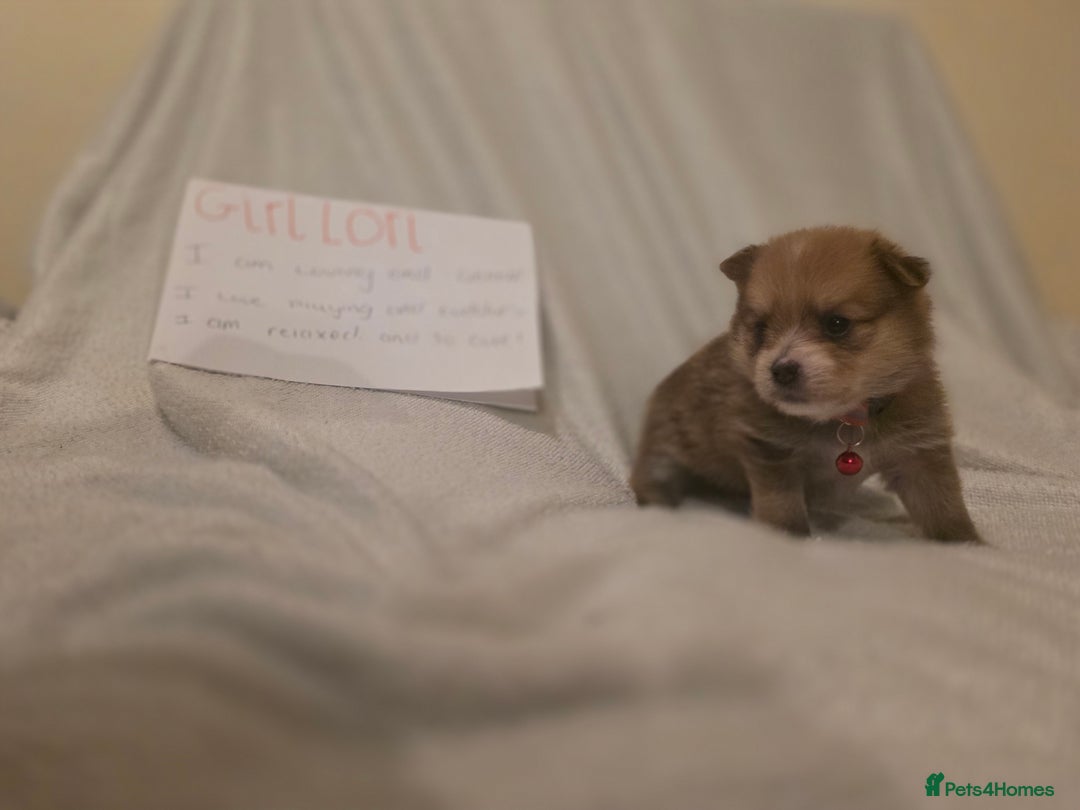 Mixed Breed dogs for sale: Yorkie-pom puppies  - Image 15