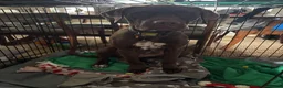Mixed Breed dogs for sale: Bear the Doguematian  in Ashby-de-la-Zouch - Advert 1