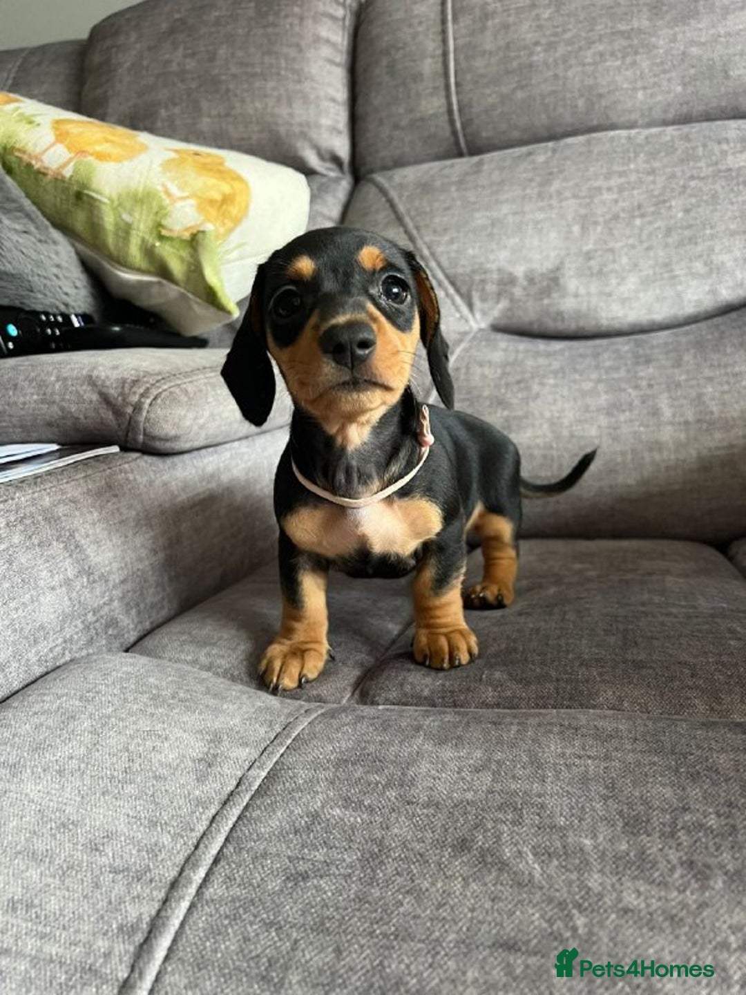 Miniature Dachshund dogs for sale: Cute Miniature Dachshund Puppies - Advert 5