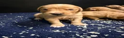 Golden Retriever dogs for sale: Wonderful litter - Advert 5