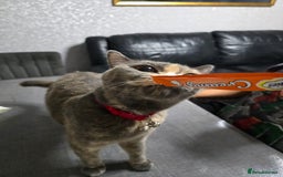British Shorthair cats for sale: Female  - Image 5