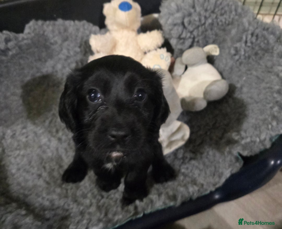 Cocker Spaniel dogs for sale: Working Cocker Spaniel puppies - Advert 11