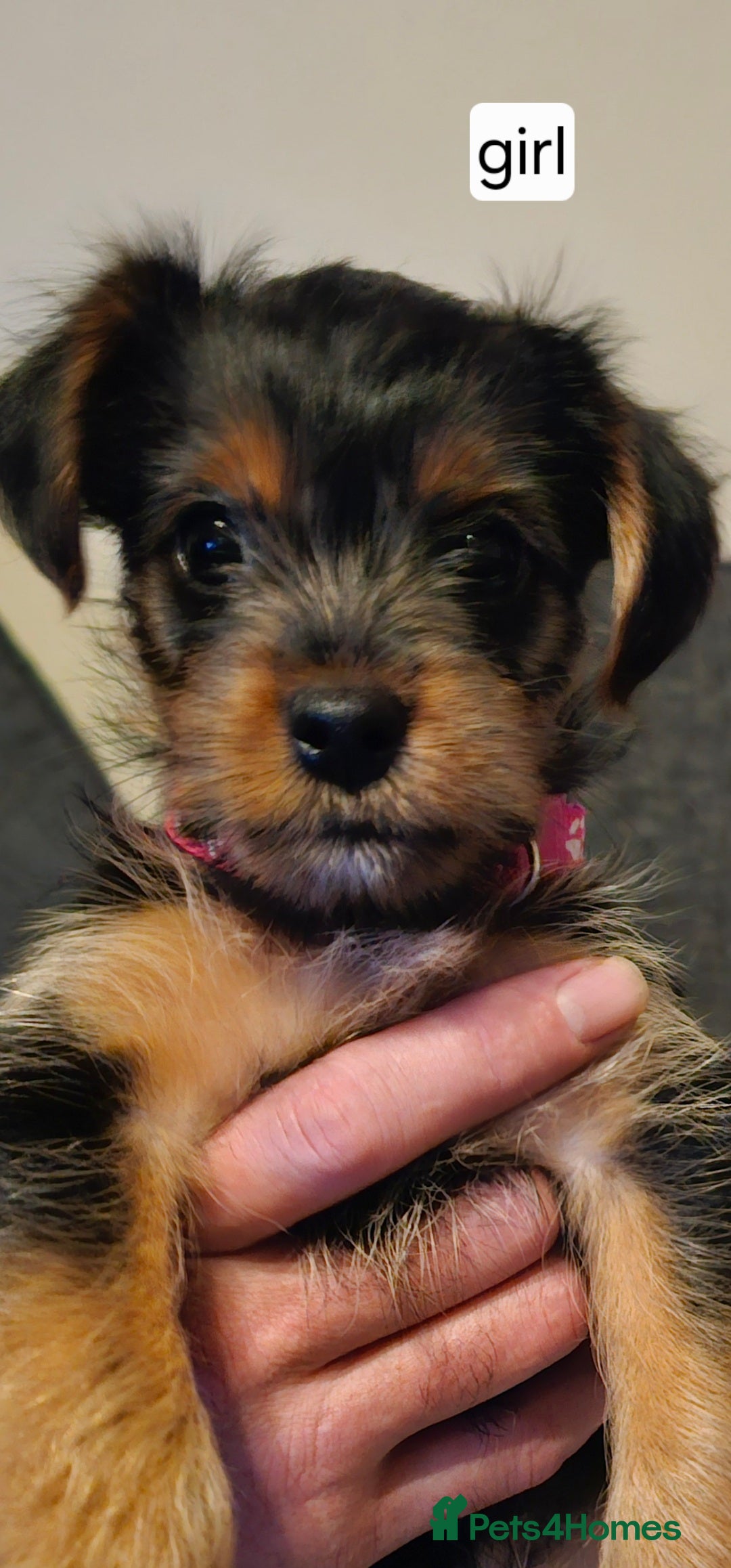 Yorkshire Terrier dogs for sale: 3 beautiful Yorkshire terriers  - Image 3